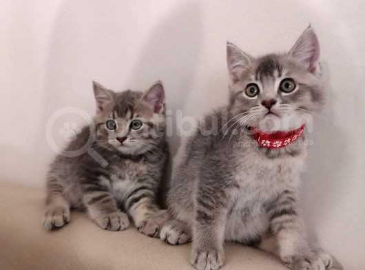 British Shorthai̇r Ve Longhai̇r Kedi̇ Sahi̇plendi̇rme görsel