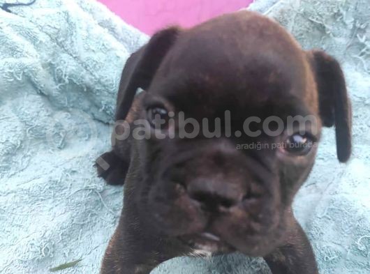 French Bulldog Yavrularimiz Yeni Ailelerini Bekliyor görsel