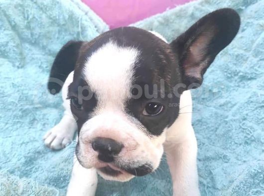 French Bulldog Yavrularimiz Yeni Ailelerini Bekliyor görsel