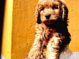 Poodle Ayarinda Malti̇po Dişi
