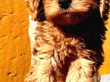 Poodle Ayarinda Malti̇po Dişi