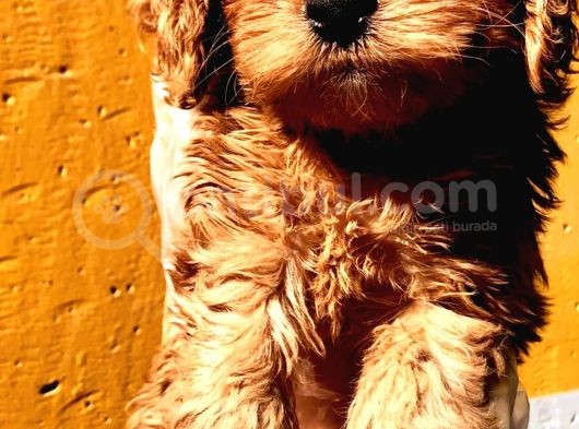 Poodle Ayarinda Malti̇po Dişi görsel