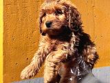 Poodle Ayarinda Malti̇po Dişi