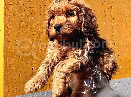 Poodle Ayarinda Malti̇po Dişi görsel