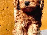 Poodle Ayarinda Malti̇po Dişi