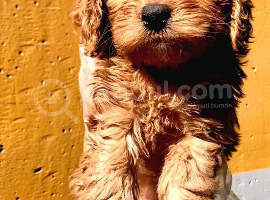 Poodle Ayarinda Malti̇po Dişi görsel