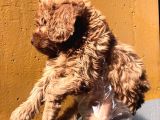 Poodle Ayarinda Malti̇po Dişi