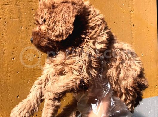 Poodle Ayarinda Malti̇po Dişi görsel