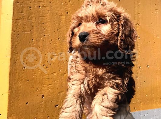 Poodle Ayarinda Malti̇po Dişi görsel