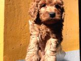 Poodle Ayarinda Malti̇po Dişi