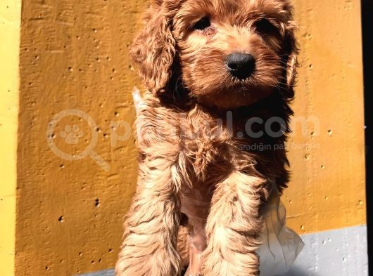 Poodle Ayarinda Malti̇po Dişi görsel