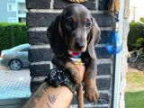 2 Aylık Show Kalite Dachshund Sosis Köpek