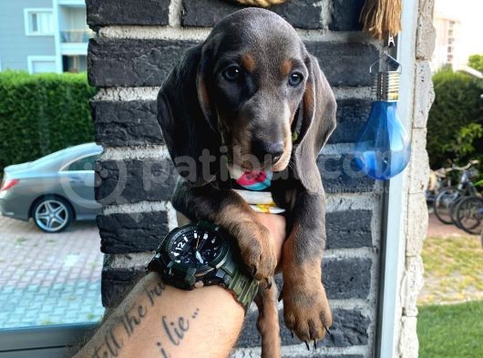 2 Aylık Show Kalite Dachshund Sosis Köpek