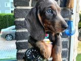 2 Aylık Show Kalite Dachshund Sosis Köpek
