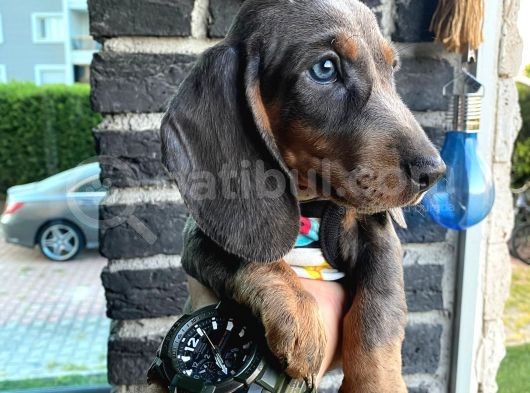 2 Aylık Show Kalite Dachshund Sosis Köpek görsel