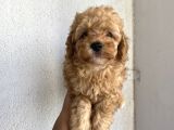 Ev Ortamında Büyüyen Toypoodle Bebekler