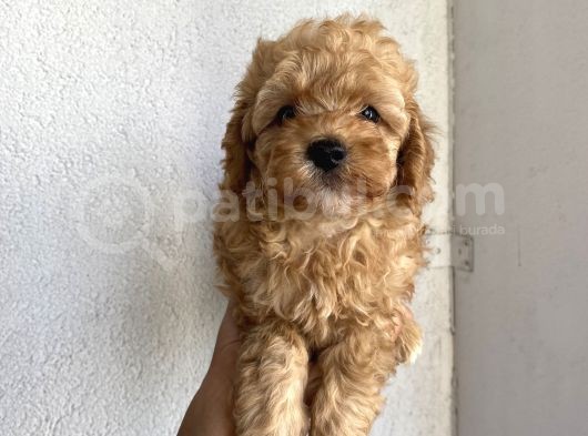 Ev Ortamında Büyüyen Toypoodle Bebekler görsel