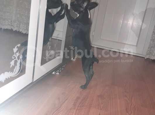 French Bulldog  Mama Tasma Ve Mama Taşları Yanında Verilcektir görsel