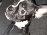 French Bulldog  Mama Tasma Ve Mama Taşları Yanında Verilcektir