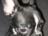 French Bulldog  Mama Tasma Ve Mama Taşları Yanında Verilcektir