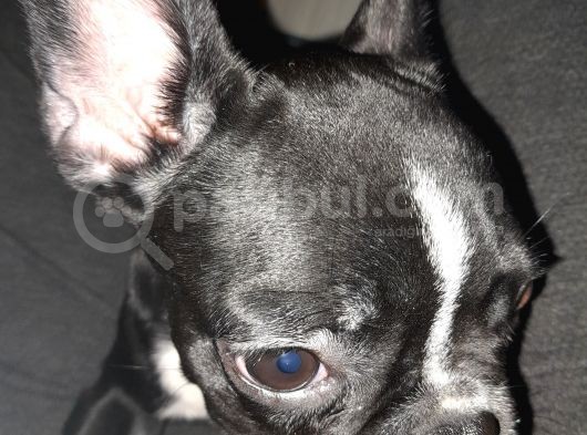 French Bulldog  Mama Tasma Ve Mama Taşları Yanında Verilcektir
