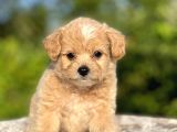 Show Kalite Maltipoo Bebekler