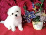 Sevimli Maltese Mini Boy Yavrular