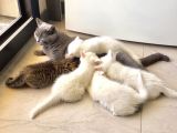 2 Yaşında British Shorthair