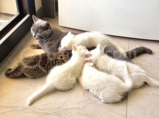 2 Yaşında British Shorthair görsel