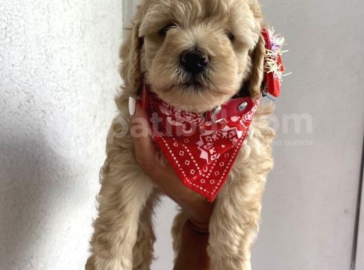 Sağlık Ve Ömür Boyu Irk Garantili Toypoodle Bebişler görsel