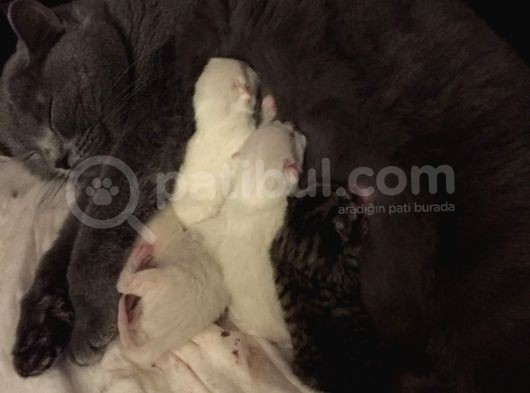 2 Yaşında British Shorthair görsel