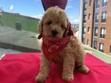 Ev Ortamında Büyüyen Toypoodle Bebekler