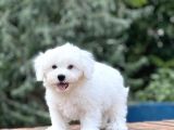 Show Kalite Maltese Terier Bebekler