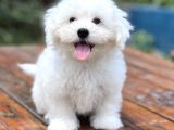 Show Kalite Maltese Terier Bebekler