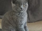 2 Yaşında British Shorthair