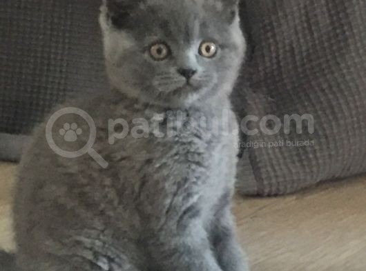 2 Yaşında British Shorthair