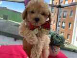 Sağlık Ve Ömür Boyu Irk Garantili Toypoodle Bebişler