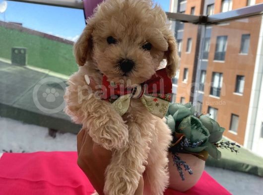 Sağlık Ve Ömür Boyu Irk Garantili Toypoodle Bebişler görsel