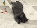 2 Yaşında British Shorthair