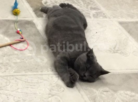 2 Yaşında British Shorthair görsel