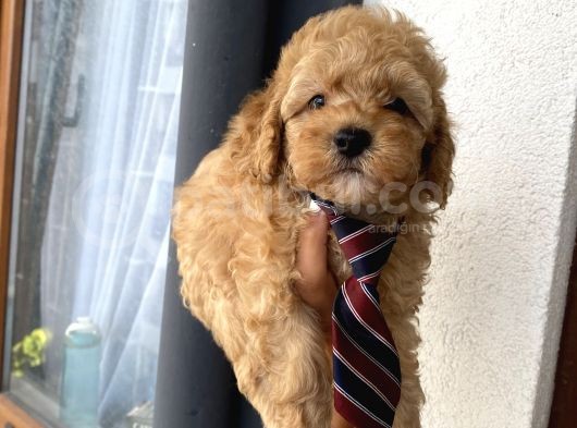 Sağlık Ve Ömür Boyu Irk Garantili Toypoodle Bebişler görsel