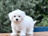Show Kalite Maltese Terier Bebekler