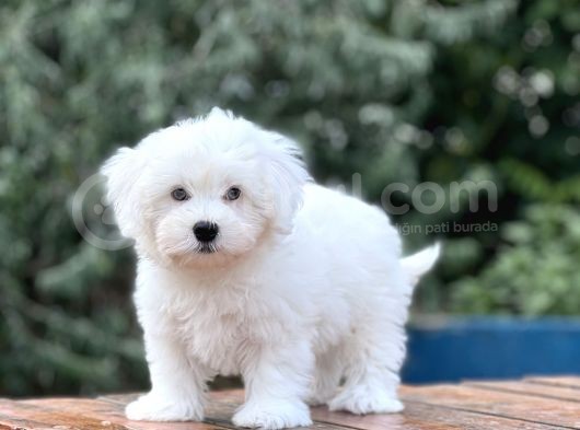 Show Kalite Maltese Terier Bebekler görsel