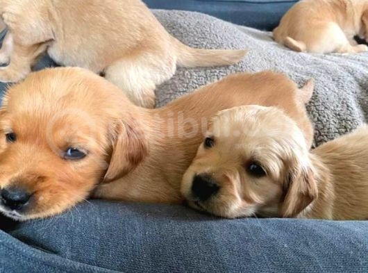 Bebek Surat Golden Yavrular görsel
