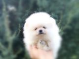 2 Aylık Erkek Dişi Mükemmel Kalite Pomeranian Boo