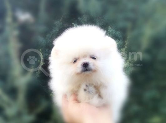 2 Aylık Erkek Dişi Mükemmel Kalite Pomeranian Boo