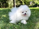 Mükemmel Kalitede Pomeranian Boo