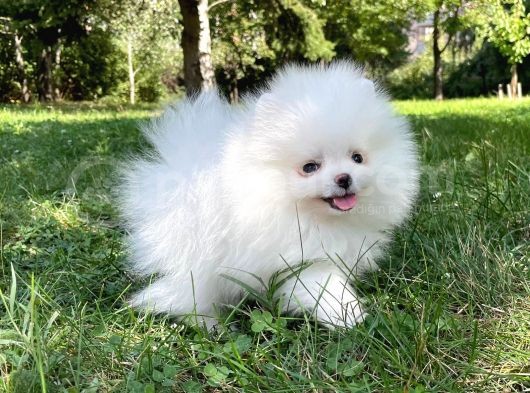 Mükemmel Kalitede Pomeranian Boo