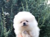 A Secereli Pomeranian Boo