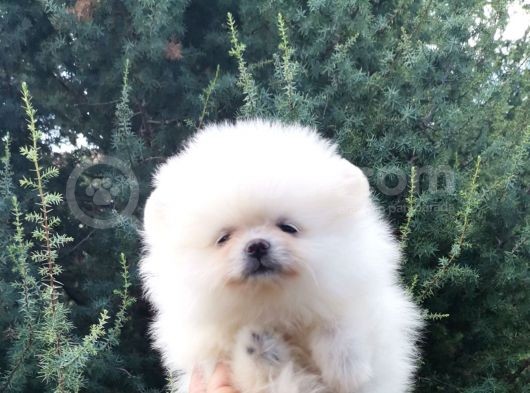 A Secereli Pomeranian Boo